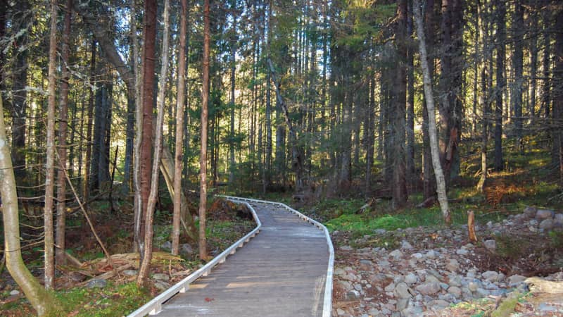 Foto av en träramp genom skogen.
