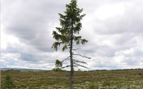 /contentassets/02d9b4cd5d274ac1a0f13f768712aeaa/oldtjikko.jpg