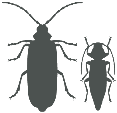 Illustration av skalbaggar.