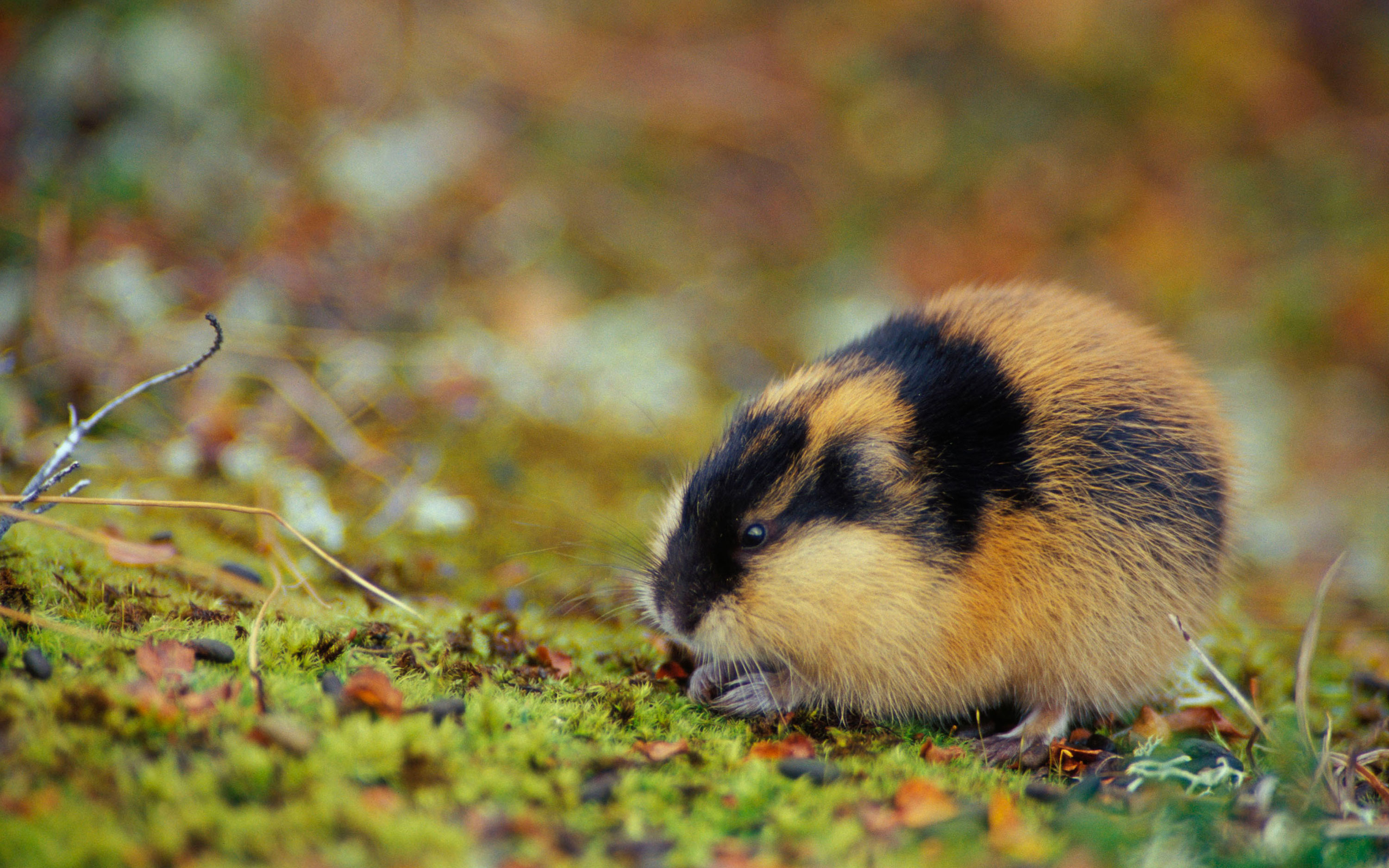 Close-up of a mountain lemming.