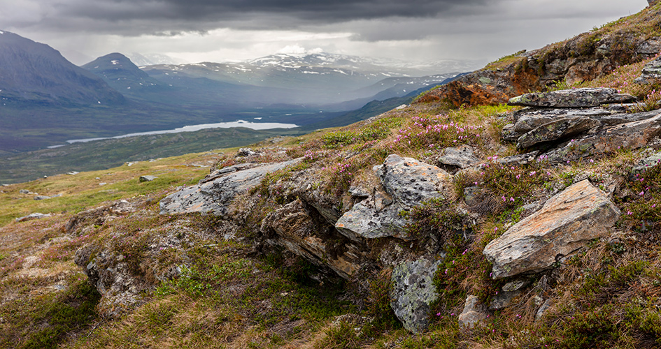 Mouintainside with view towards mountains and pink flowers in foreground