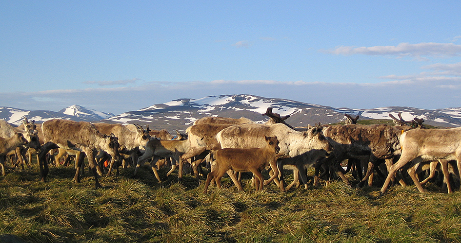 En flock renar. Fjälltopp i bakgrunden.