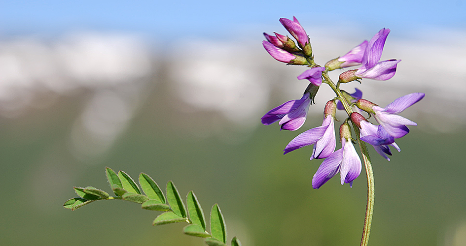 Purple flowers, mountain wood.