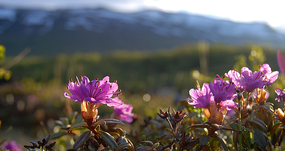 Lapland alpine, pink flowers.