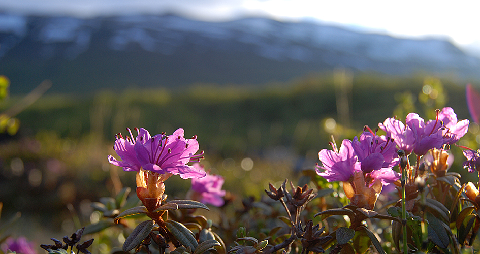 Lapsk alpros, lila blommor.