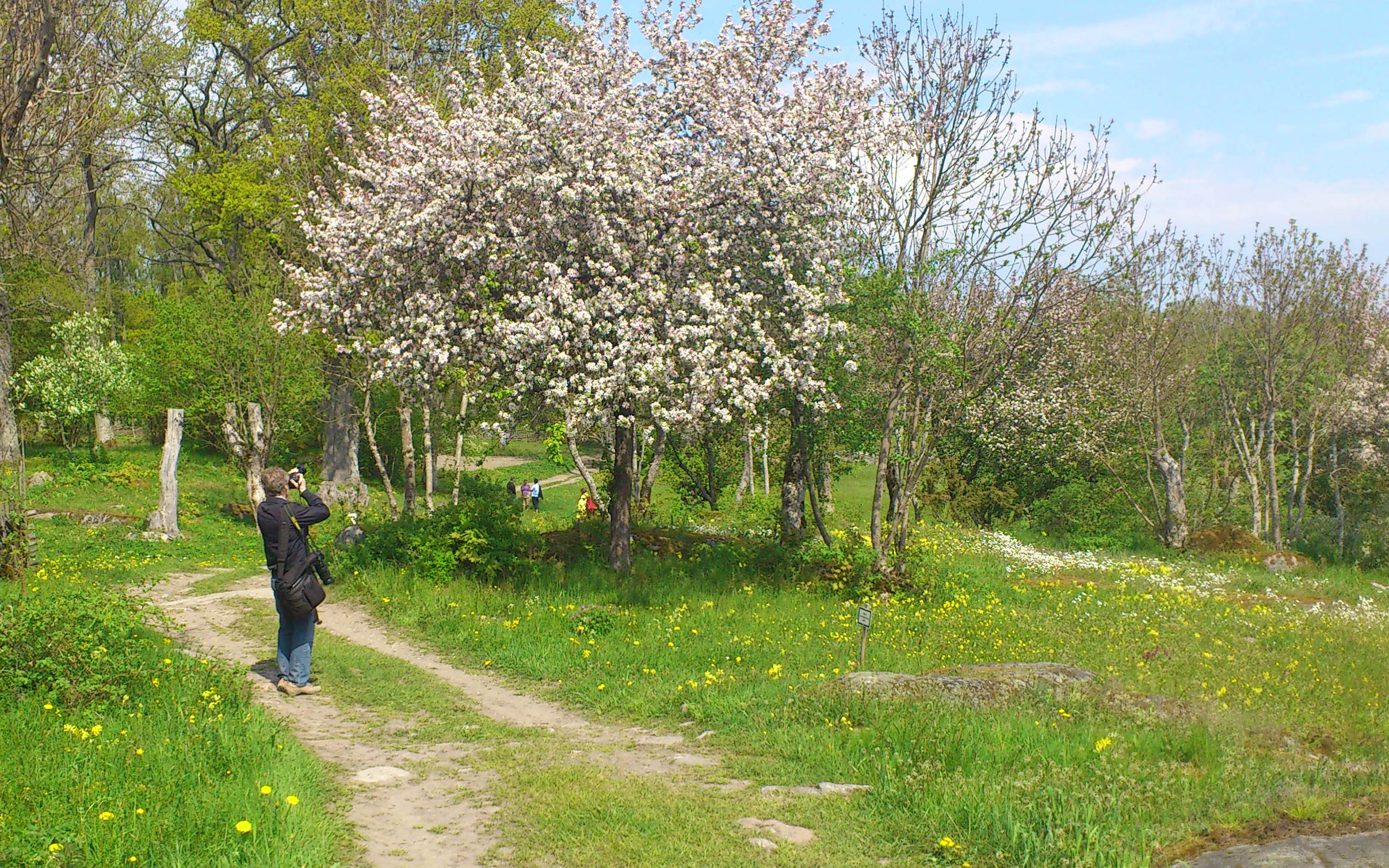 Om våren och försommaren är blomsterprakten som störst på Ängsö