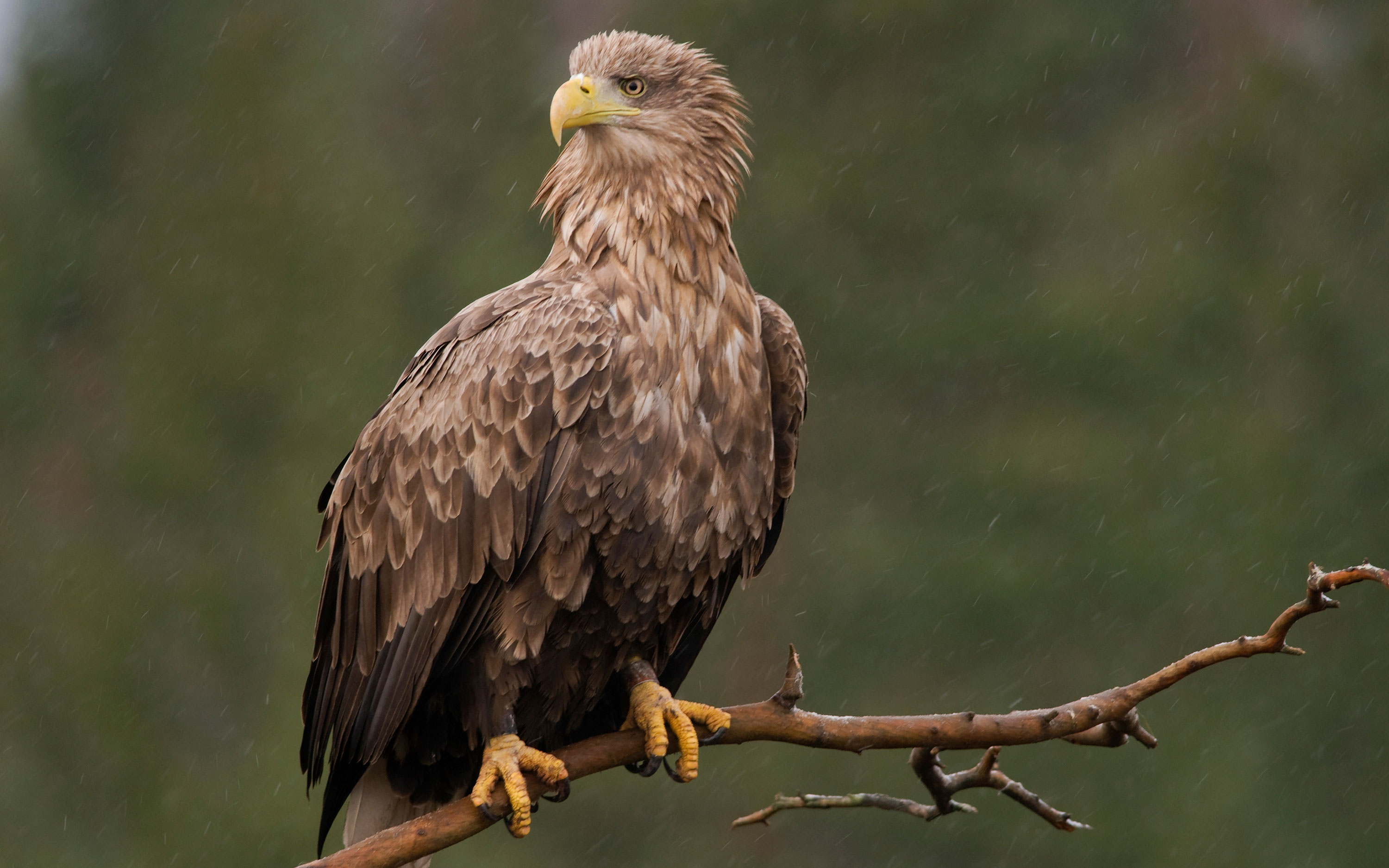Sea eagle scouts from branch.
