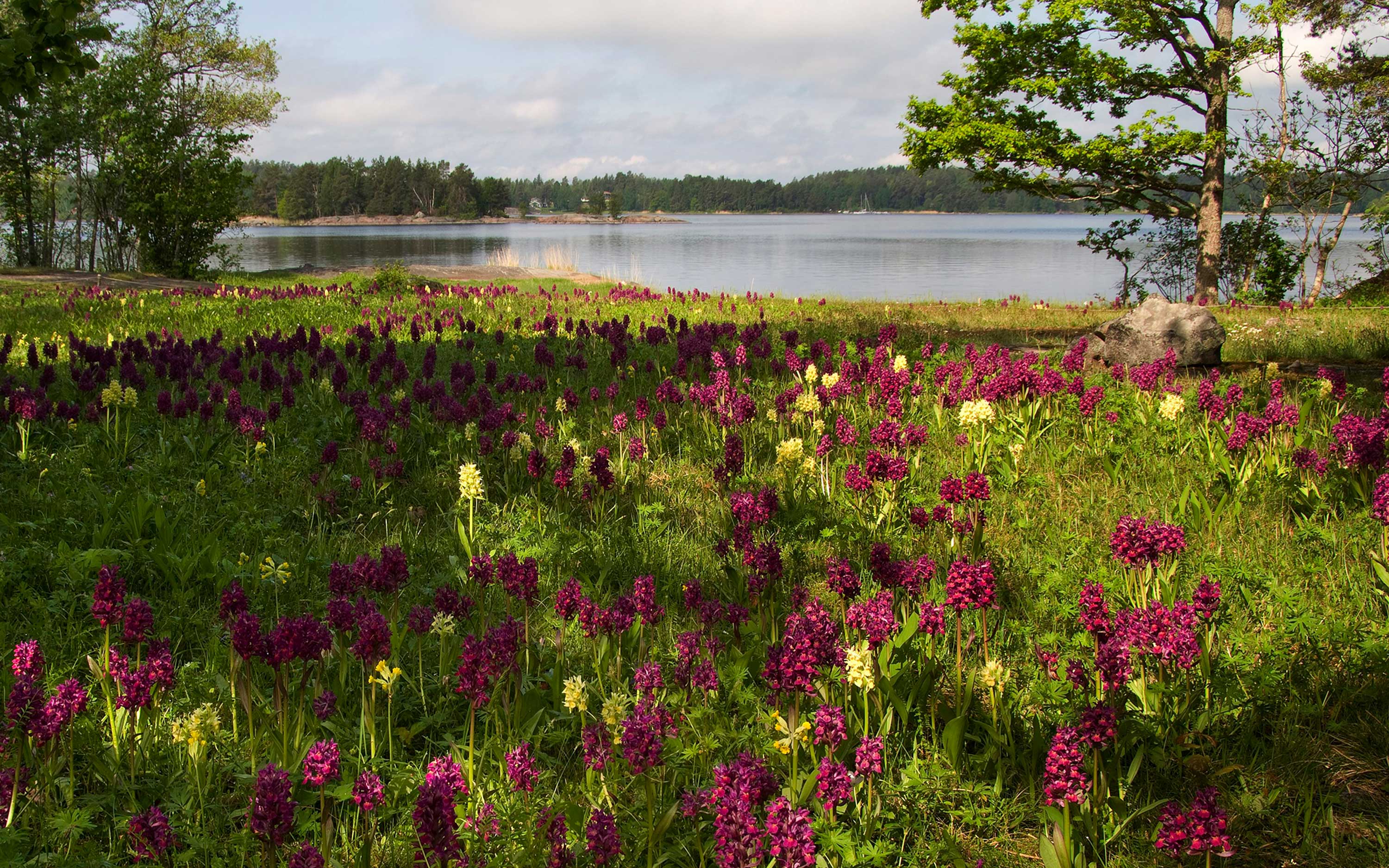 A meadow of the orchid species Adam and Eve.