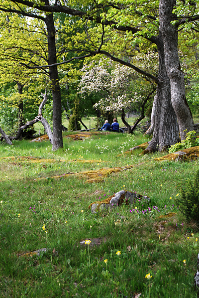 Två personer sitter under blommande träd. I förgrunden knotiga ekar och gullvivor.