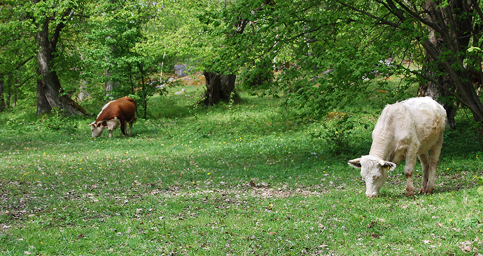 Two grazing cows on a meadow with large deciduous trees in the background.