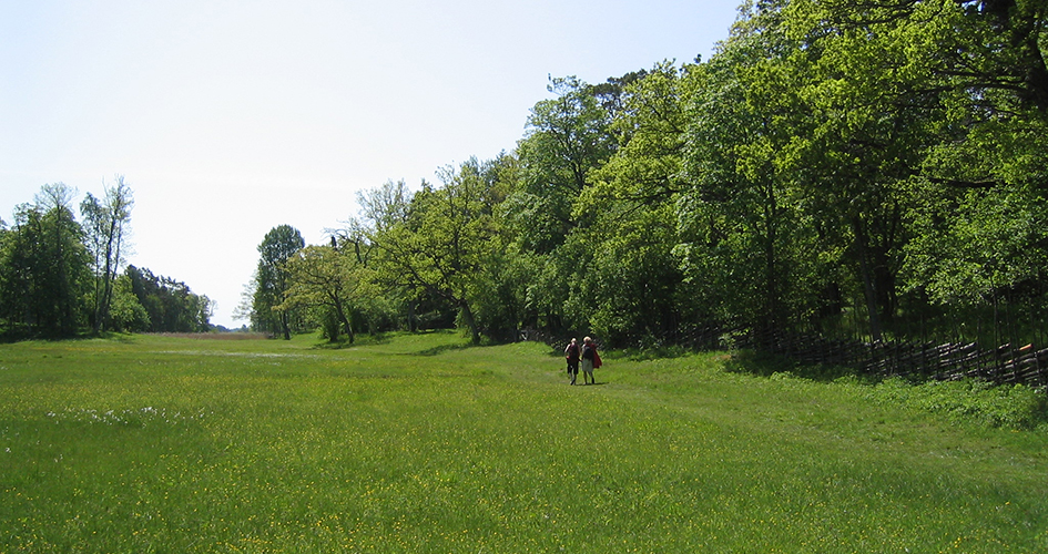 Two people are walking on a green meadow with small yellow flowers.