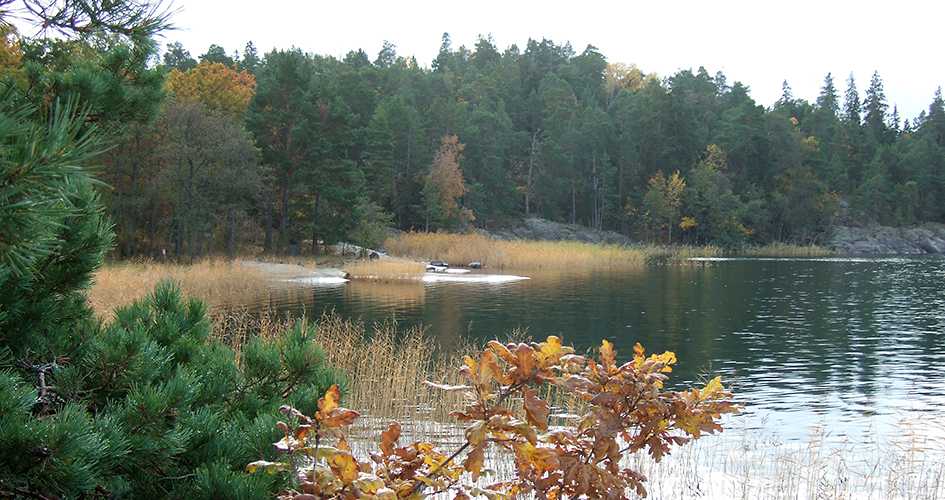 Havsvik i höstfärger. På land växer tallar och ek, i strandkanten växer vass.