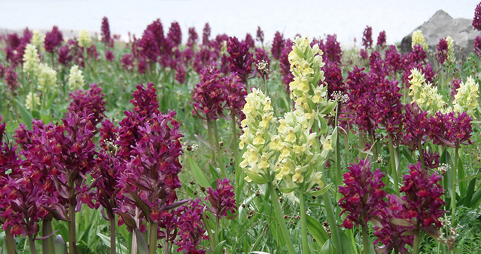 De mörkt rosa och ljust gula orkidéerna Adam och Eva blommar i maj-juni The dark pink and light yellow orchids Adam and Eve.