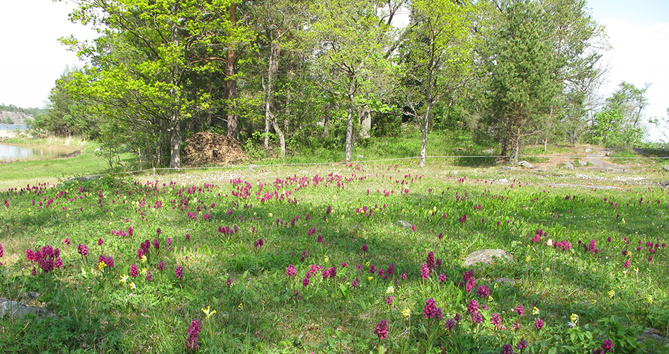 Blommande ängsmark med de gula och rosa orkidéerna Adam och Eva.