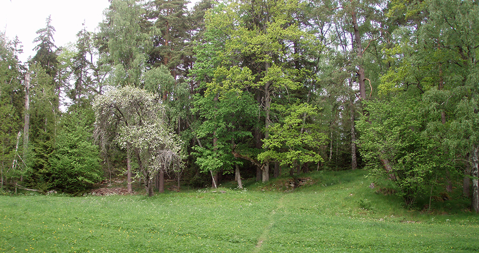 Adam's meadow. A green glade with deciduous trees and some conifers around.