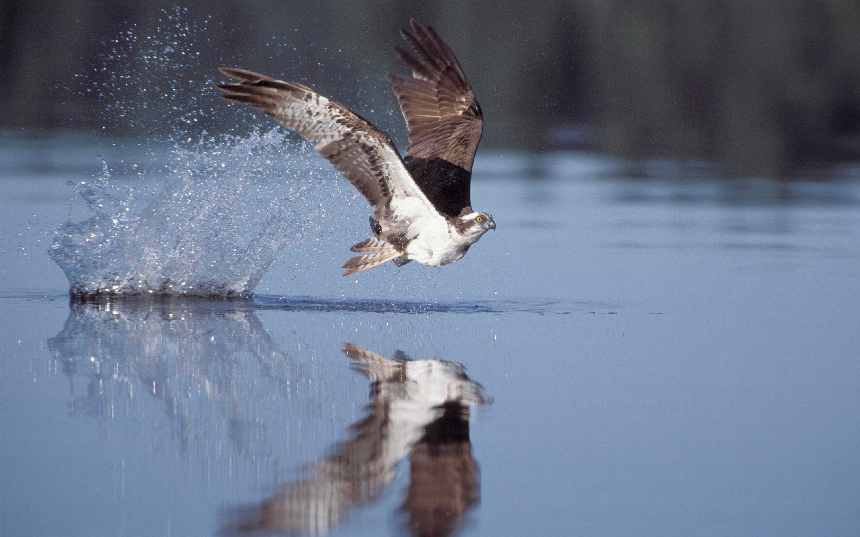 An osprey flies over the water surface.