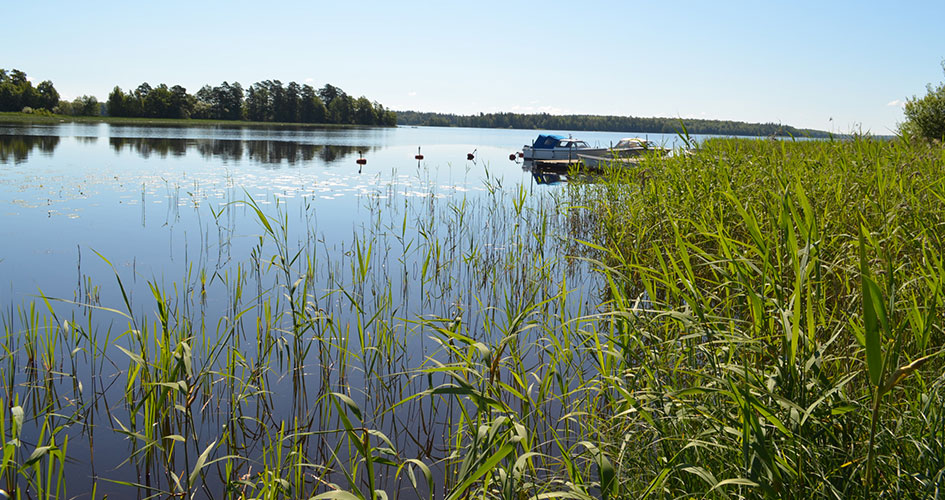 View of reeds, lake and sky.