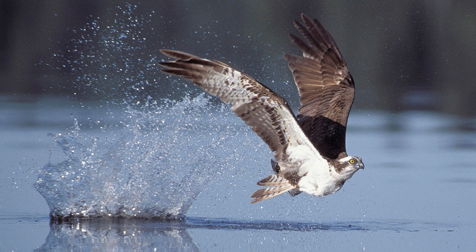 An osprey flies over the water surface.