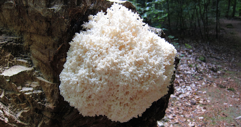 Coral thorn fungus.