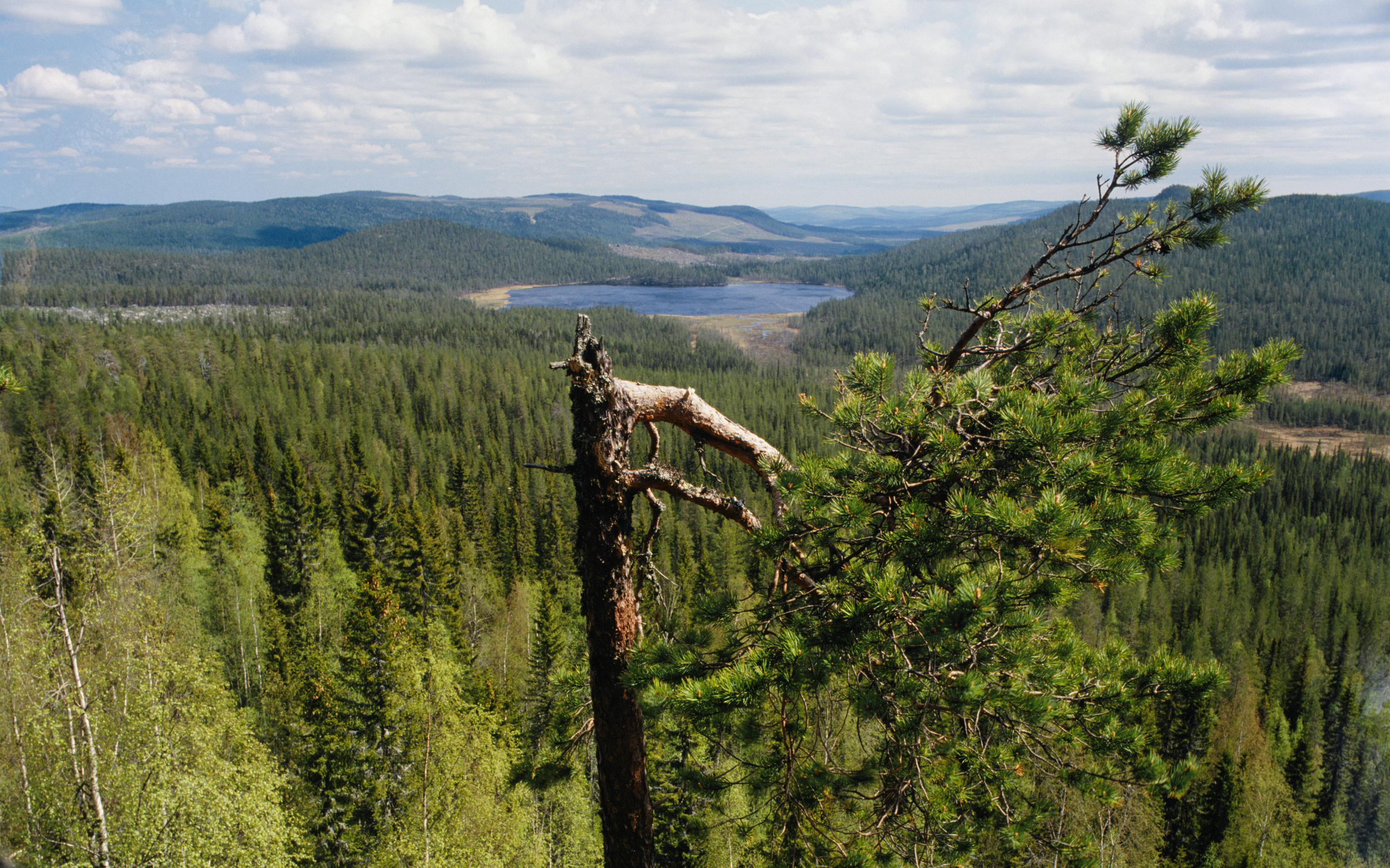 Trädstam i förgrunden, sjö och skog i bakgrunden