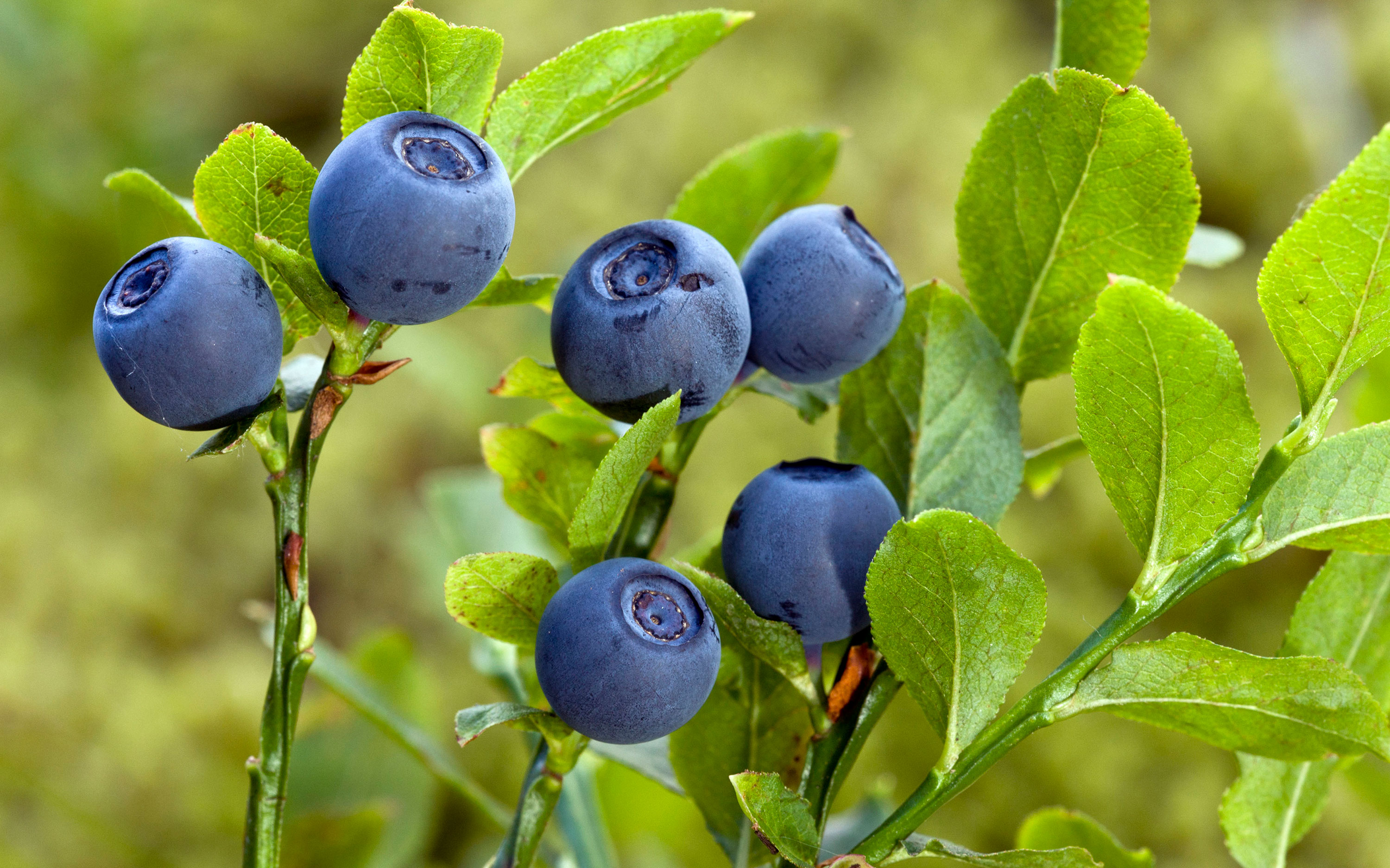 Close up of blueberries.