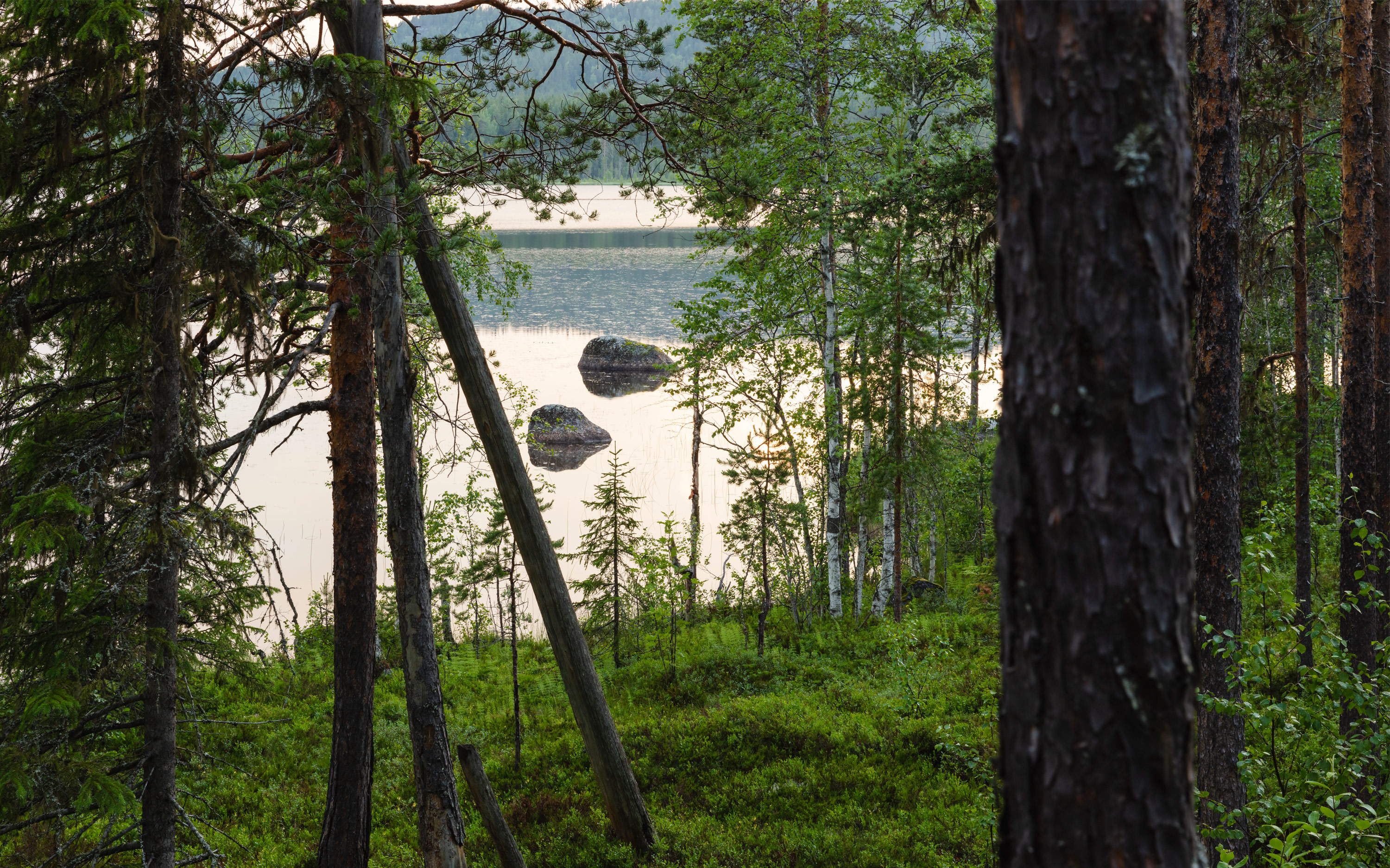 Sjö med skog