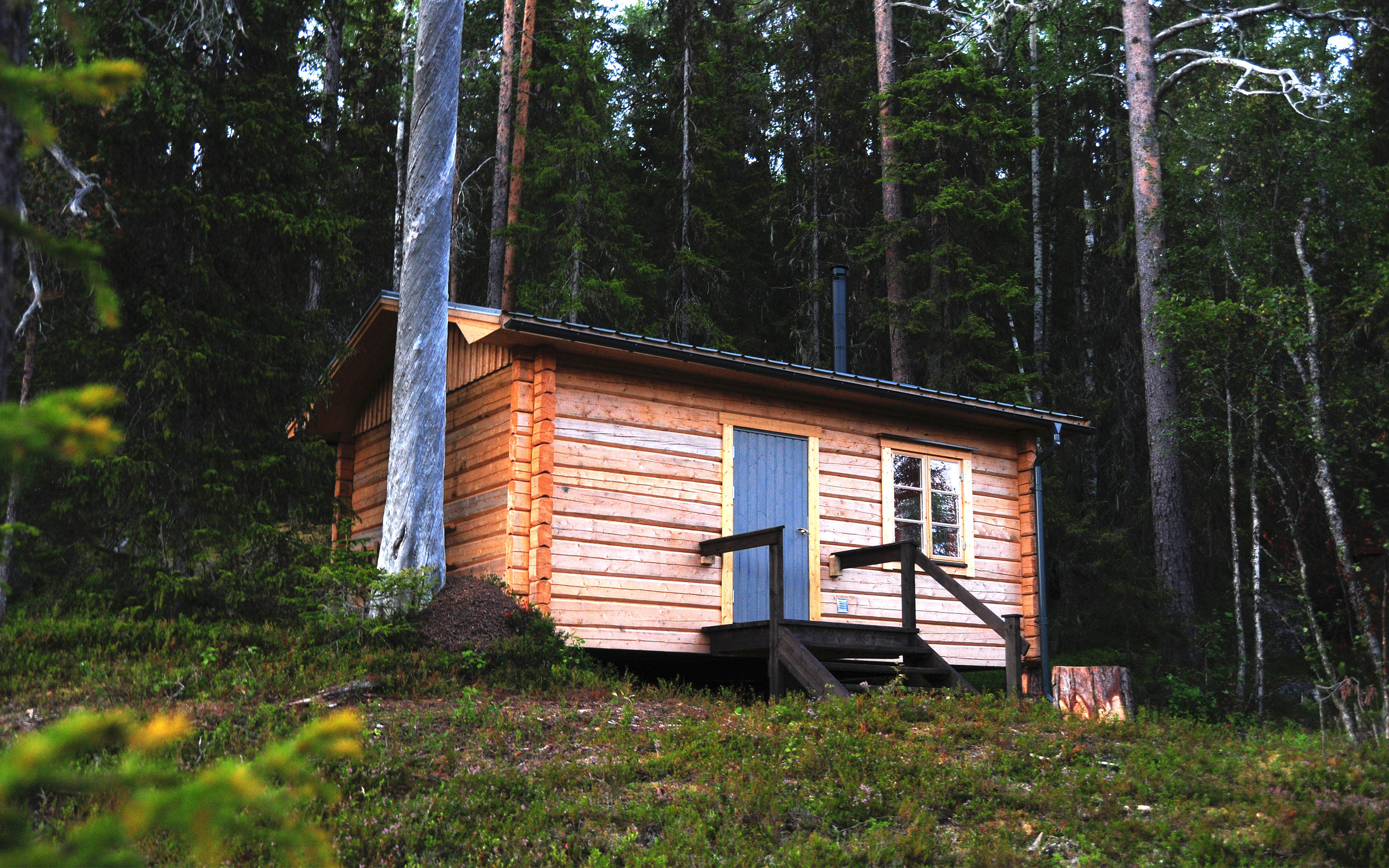 En timrad trästuga i skogsmiljö.