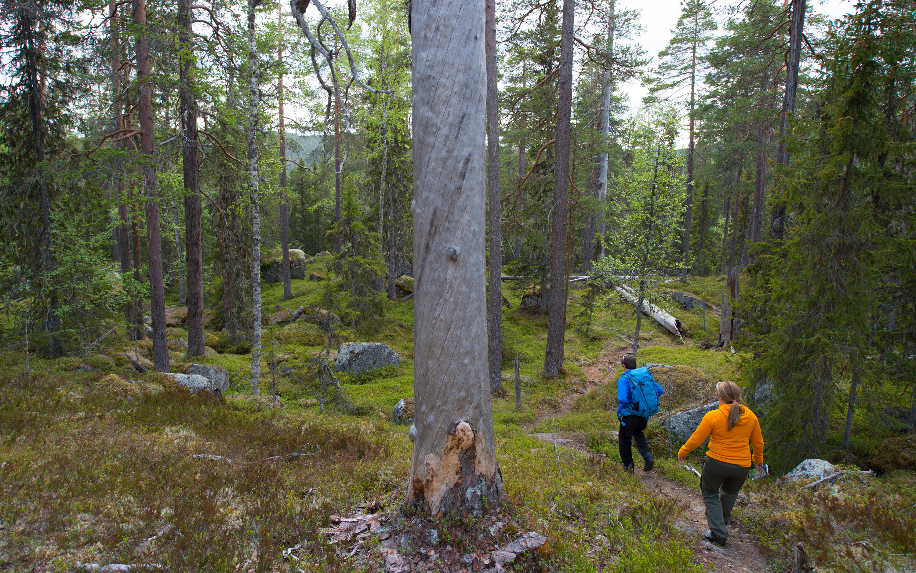 Två personer vandrar på en stig i skogsmiljö med gamla tallar.