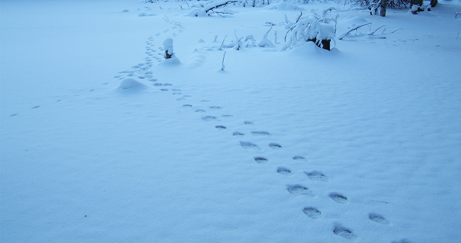 Spuren von Vielfraßen im Schnee.