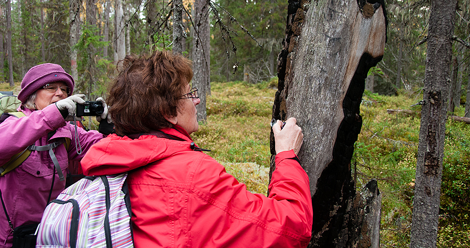 Two people examine and put on and photograph a fire-damaged tree trunk.