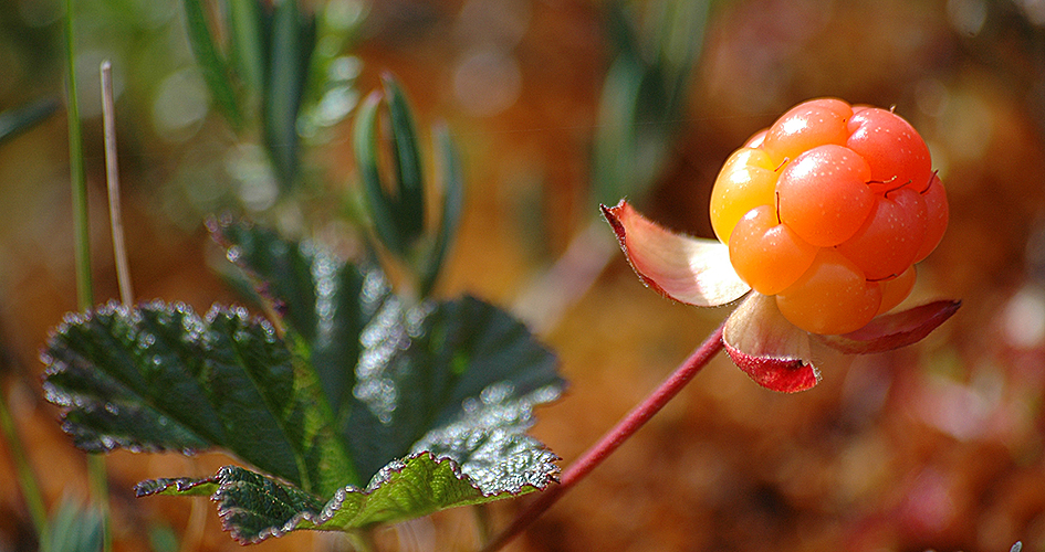 An orange cloudberry berries in close-up.