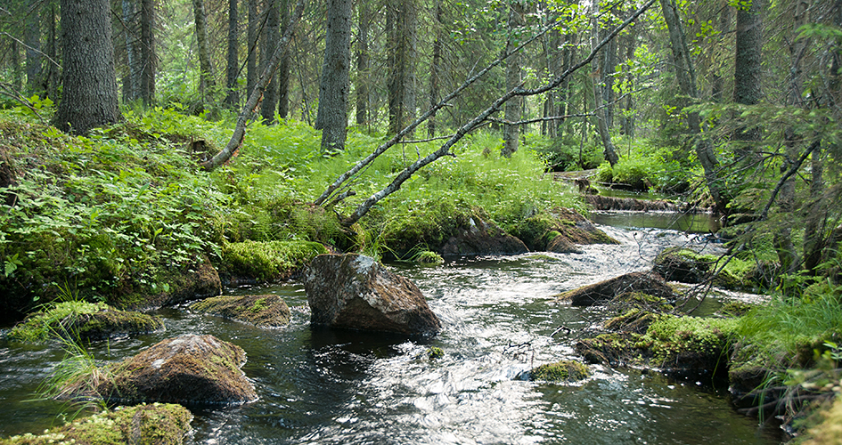 Forest stream in green spruce forest.