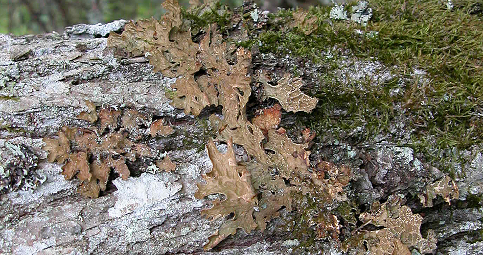 Brown lung lichen growing on a tree trunk.