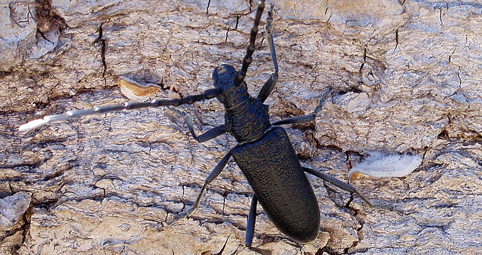 Smaller cerambyx, a black beetle with long rods.