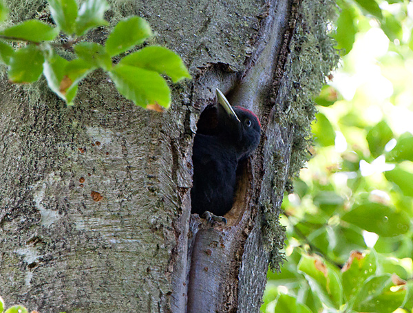 En spillkråka, tittar ut ur ett hål i en trädstam.