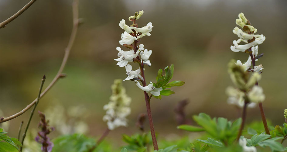 Close-up of white flowers, Corydalis intermedia.