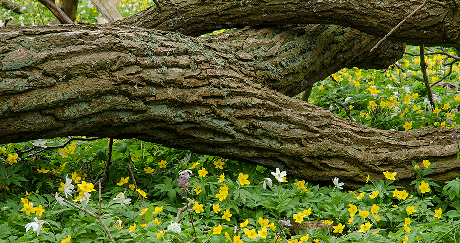 Gelbes Windröschen und weiße Anemonen, die durch einen liegenden alten Baumstamm wachsen.