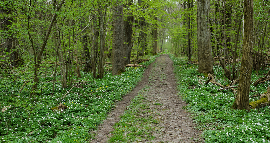 Straight forest road through wood anemones.