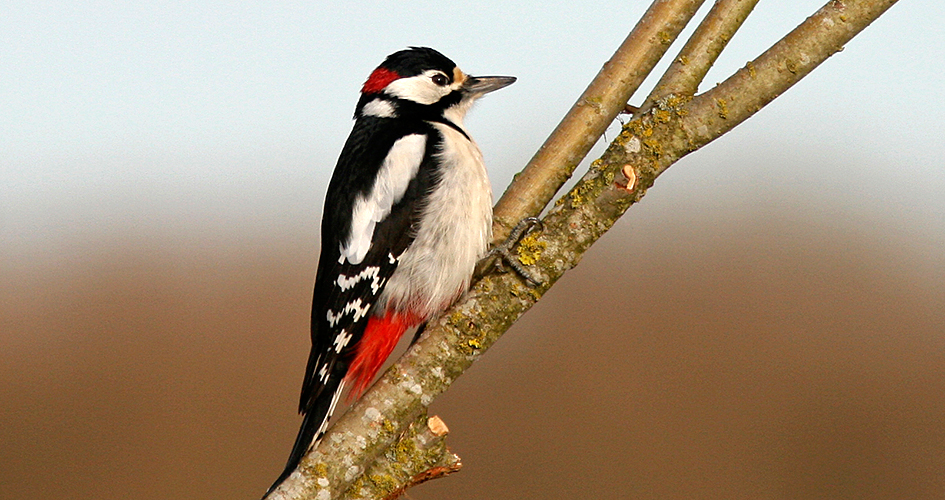 Larger woodpecker in close-up, sitting on a bare branch.