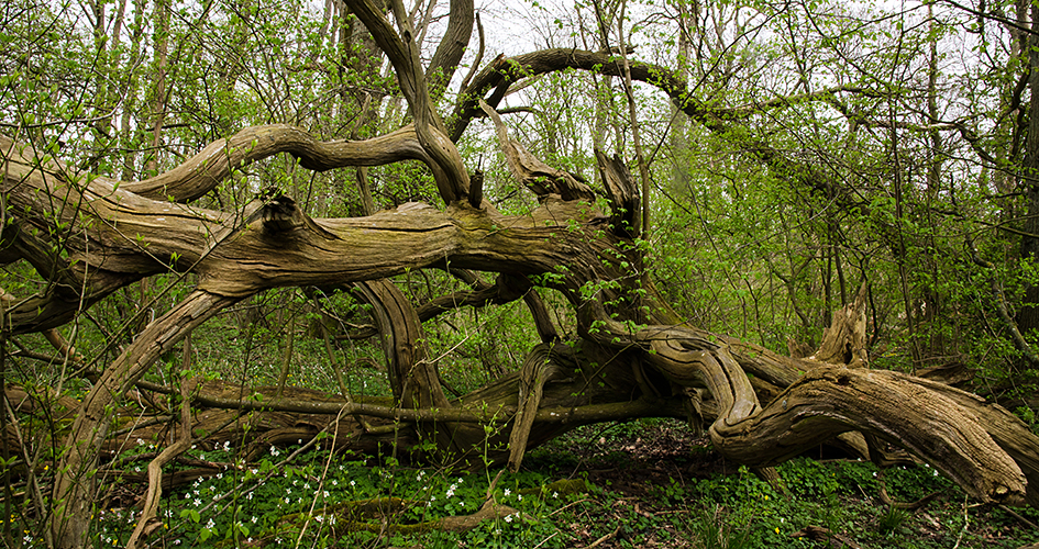 A crooked and twisted tree trunk lies on ground covered with wood anemones.