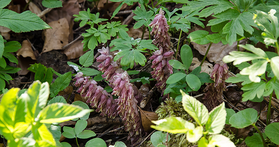 The plant common toothwort sits among leaves & green leaves. The flowers are light pink.