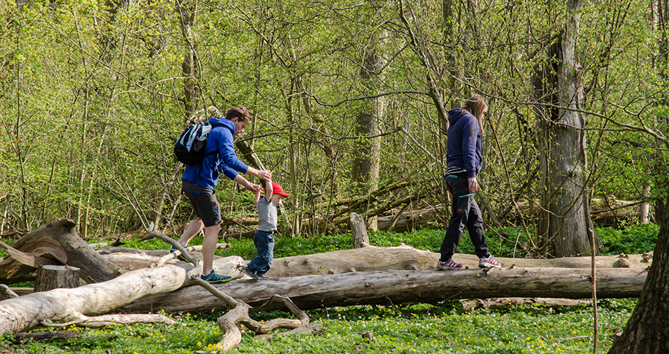Family walking balance walk on lying tree trunks in sheer spring forest.