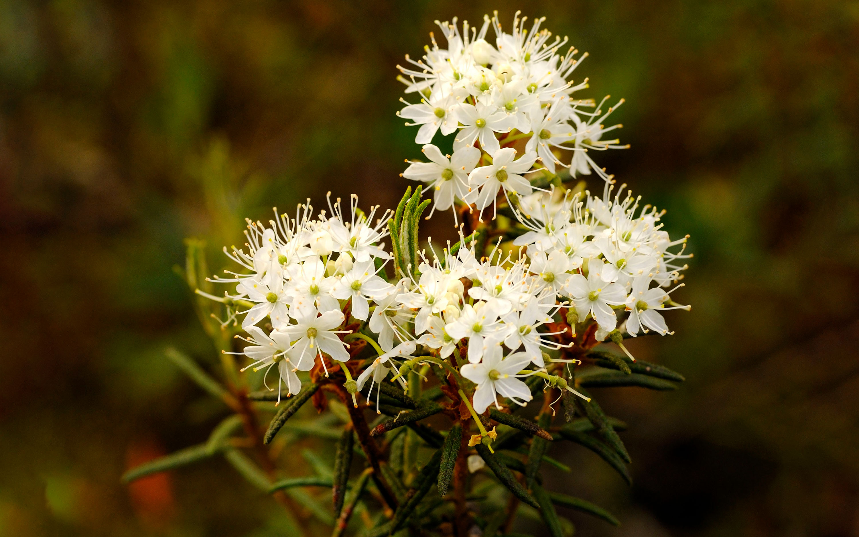 Flowering marsh Labrador tea.