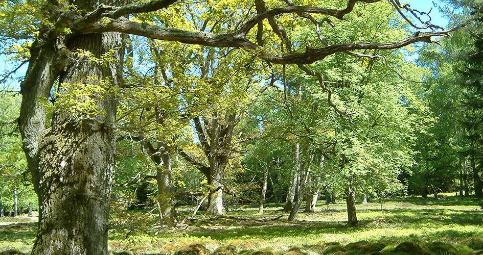 Green meadow with deciduous trees.