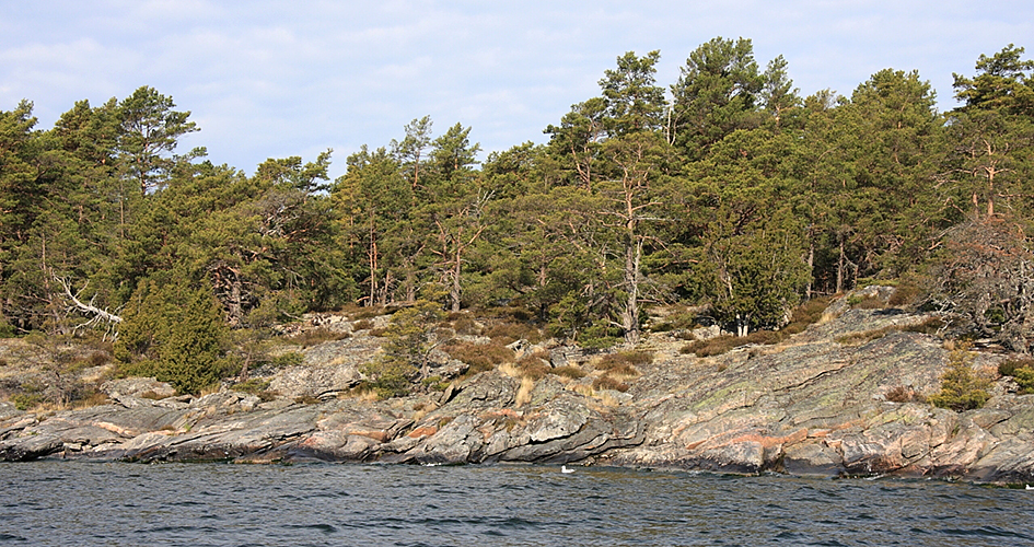 Pine forest growing on barren cliffs at Djurö National Park.