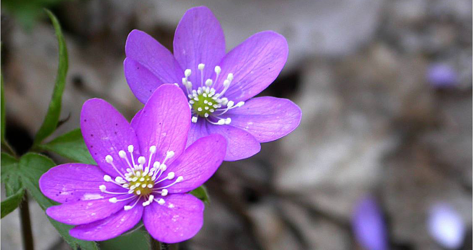 Two common hepaticas in close-up.