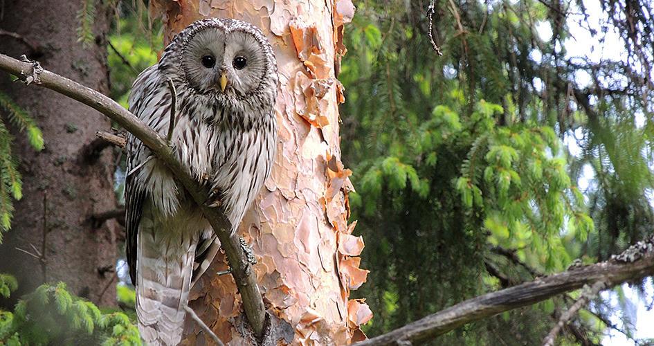 Close up of a Ural owl sitting in a tree.