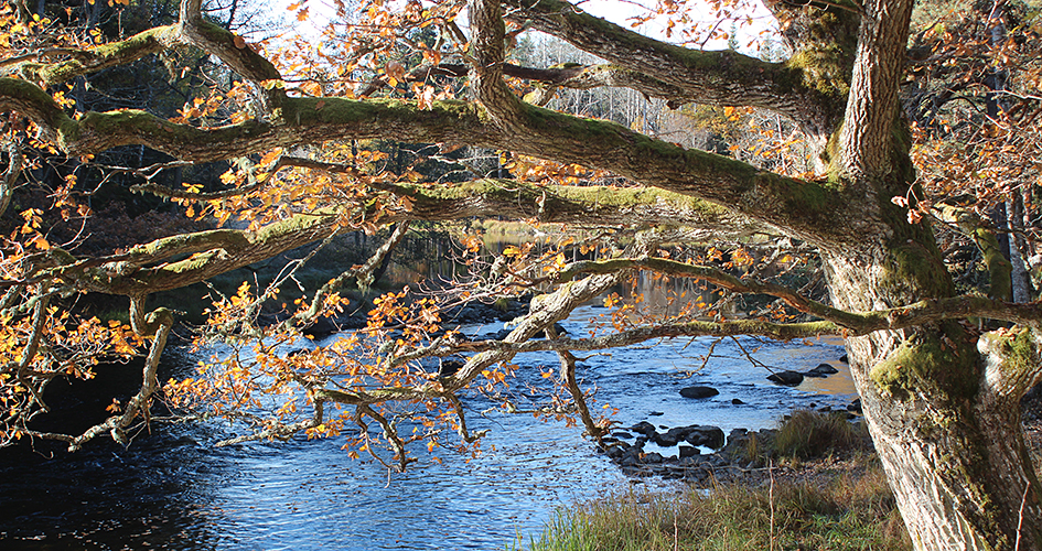 Eine Eiche mit Herbstlaub am Fluss.