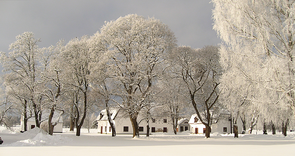 Eine Gruppe von Häusern zwischen hohen, schneebedeckten Bäumen.