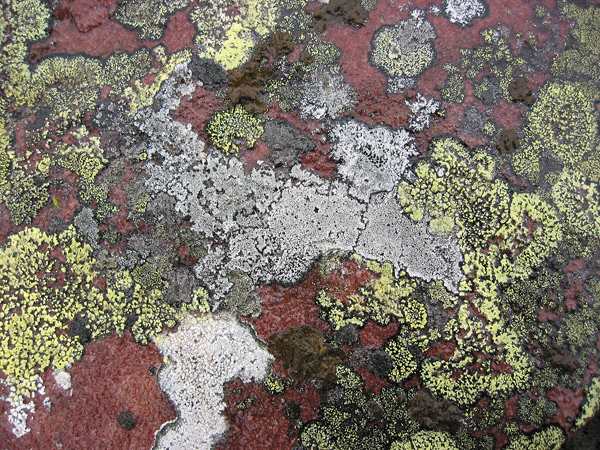 Närbild av en sten där det växer lavar.